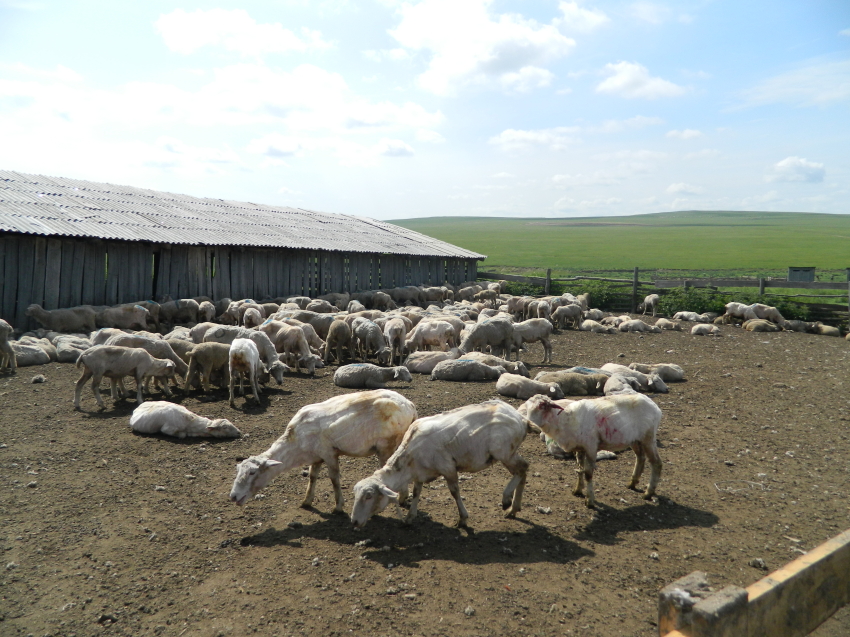 Около 210 тысяч овец предстоит остричь животноводам Забайкалья 